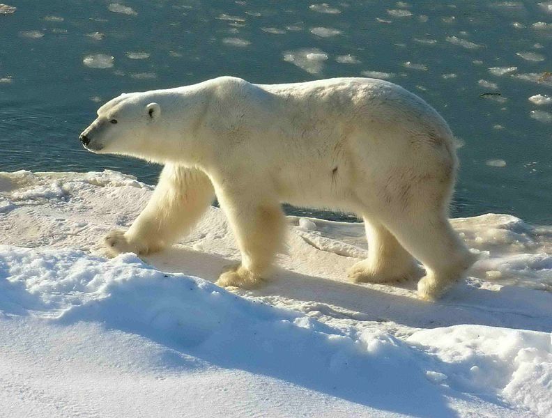 Polar Bear at Cape Churchill (Wapusk National Park, Manitoba, Canada) ph Ansgar Walk CC